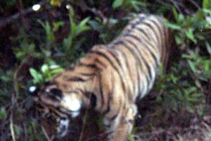 tiger in chitwan
